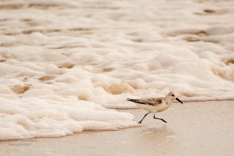 It was very overcast at times so some of the shots look muted, cold, and almost snowy.
